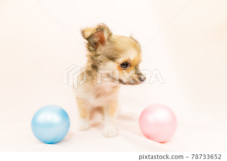 Chihuahua puppy small dog Chihuahua puppy small dog 78733652