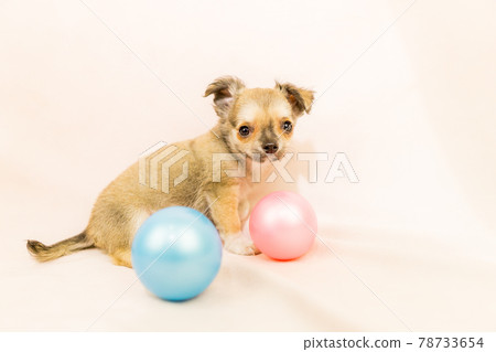 Chihuahua puppy small dog Chihuahua puppy small dog 78733654