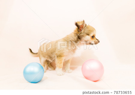 Chihuahua puppy small dog Chihuahua puppy small dog 78733655