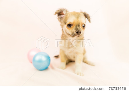 Chihuahua puppy small dog Chihuahua puppy small dog 78733656