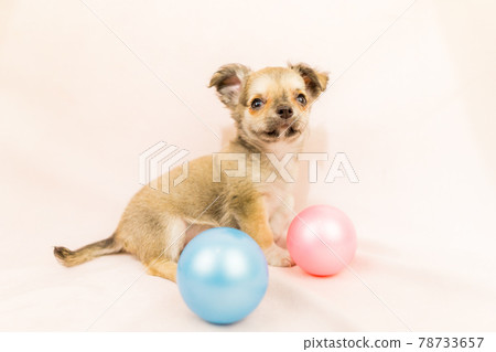 Chihuahua puppy small dog Chihuahua puppy small dog 78733657