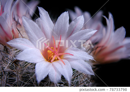 close up detail in white flower of coryphantha cactus close up detail in white flower of coryphantha cactus 78733798