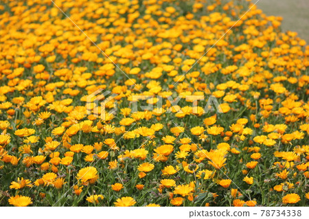 凱倫久洛 78734338