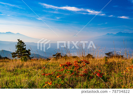 (Nagano Prefecture) Japanese azalea blooms, Takabotchi plateau in early summer, Mt. Fuji distant view, early morning (Nagano Prefecture) Japanese azalea blooms, Takabotchi plateau in early summer, Mt. Fuji distant view, early morning 78734822