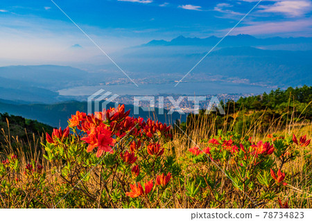 (Nagano Prefecture) Japanese azalea blooms, Takabotchi plateau in early summer, Mt. Fuji distant view, early morning 78734823