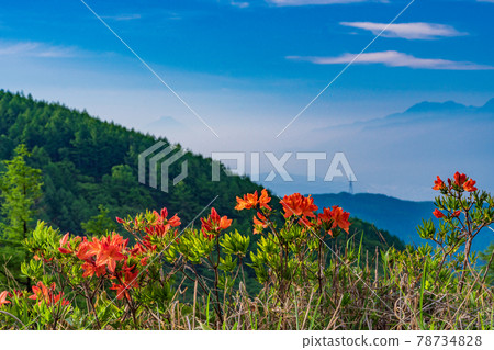 (Nagano Prefecture) Japanese azalea blooms, Takabotchi plateau in early summer, Mt. Fuji distant view, early morning 78734828