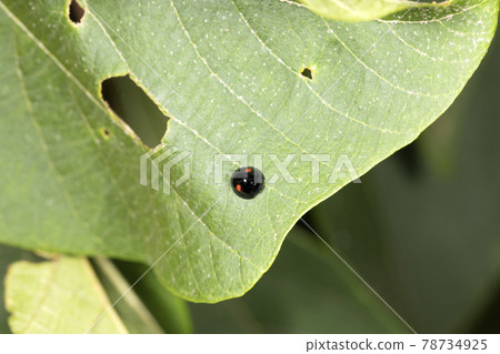 Ladybird Ladybird 78734925