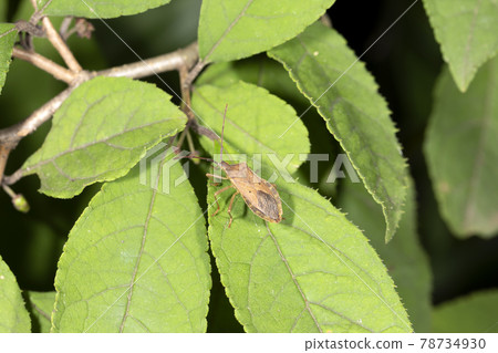 Hoshi Hararillo直升機蟲 78734930