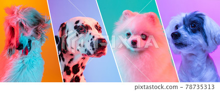 Close-up cute dogs isolated over multicolored background. Collage Close-up cute dogs isolated over multicolored background. Collage 78735313