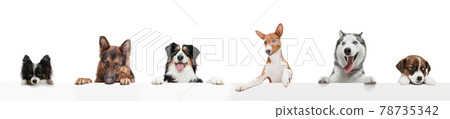 Group of five different purebred dogs sitting isolated over white studio background. Collage Group of five different purebred dogs sitting isolated over white studio background. Collage 78735342