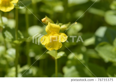 Monkey flower 78735375