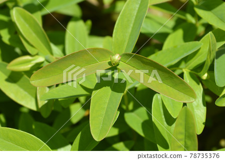 Aarons beard Aarons beard 78735376