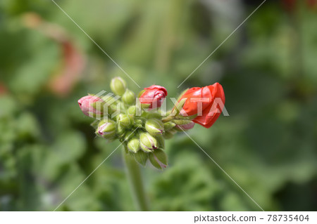 Horse-shoe pelargonium 78735404
