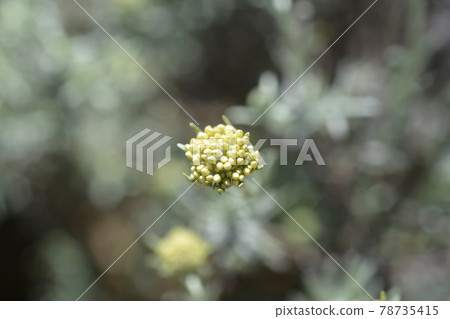 Italian everlasting flowers Italian everlasting flowers 78735415