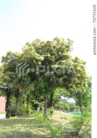 Lithocarpus edulis in full bloom 78735426