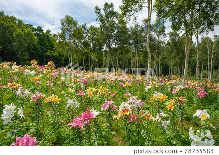 獵人山百合公園(栃木縣那須鹽原市) 獵人山百合公園(栃木縣那須鹽原市) 78735583