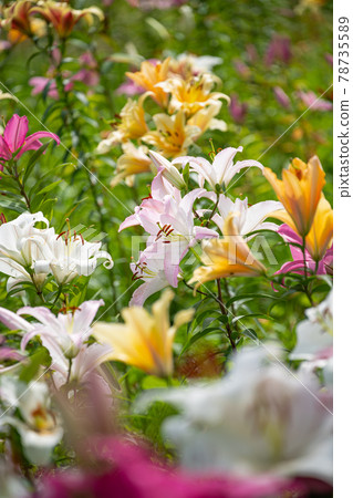 Hunter Mountain Lily Park (Nasushiobara City, Tochigi Prefecture) 78735589