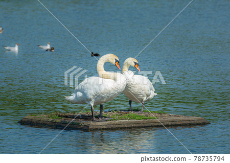 A romantic Mute swan, Cygnus olor, couple. Blue water background 78735794