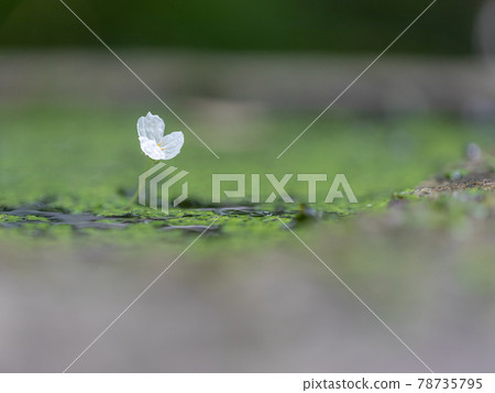 水邊的花朵 水邊的花朵 78735795