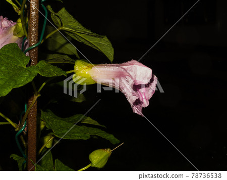 Pink flower with water droplets. Black background. Close-up picture 78736538