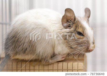 Degu 78736640