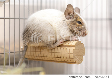 DEGU DEGU 78736641