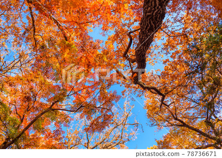 晴朗的天空和五顏六色的秋葉 晴朗的天空和五顏六色的秋葉 78736671