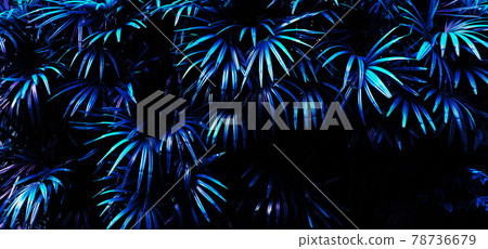 tropical leaf forest glow in the dark background. 78736679