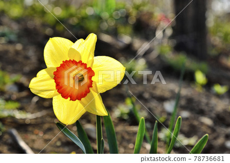 [神奈川]橫須賀久里濱花卉公園水仙花 78736681