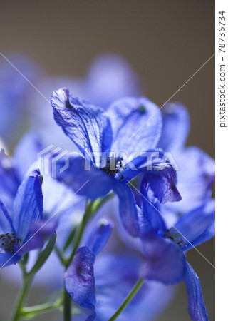 翠雀（學名：Delphinium）的藍色花朵盛開。 78736734