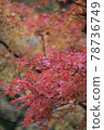 Autumn leaves 78736749