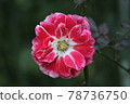 Flowers 78736750