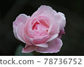 Flowers 78736752
