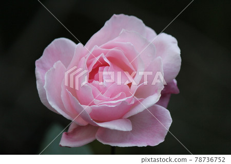 Flowers Flowers 78736752