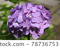 Hydrangea 78736753