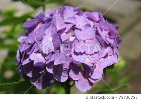 Hydrangea Hydrangea 78736753