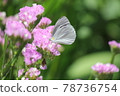 Butterflies Stuck in a Flower 78736754