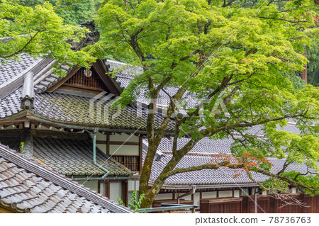 Temple buildings and trees in summer, Eiheiji, Japan. 78736763