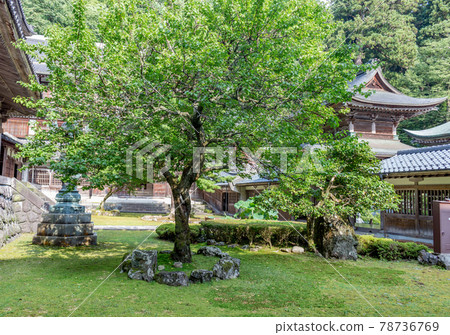 Trees and temple buildings in summer, Eiheiji, Japan. 78736769