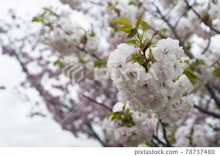 The cherry blossoms of Yoshino cherry tree in the park are in bloom. The cherry blossoms of Yoshino cherry tree in the park are in bloom. 78737480