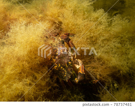 A red crab pictured in a shore dive at On, Limhamn, Malmo. Scuba diving in Oresund, the water between Sweden and Denmark A red crab pictured in a shore dive at On, Limhamn, Malmo. Scuba diving in Oresund, the water between Sweden and Denmark 78737481