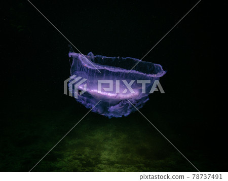 An amazing Jellyfish appears in purple with green water underneath in Oresund, Malmo Sweden. Cold green water 78737491
