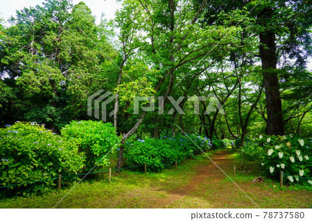 繡球花路 繡球花櫻花崇光麗都的雨季 繡球花路 繡球花櫻花崇光麗都的雨季 78737580