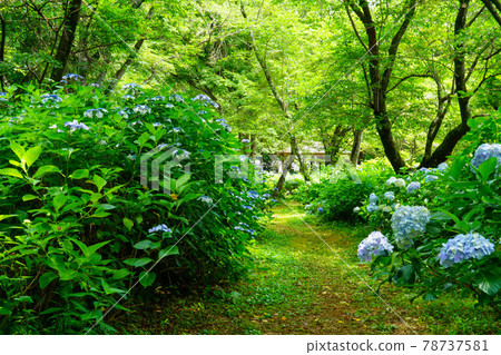 繡球花路 繡球花櫻花崇光麗都的雨季 繡球花路 繡球花櫻花崇光麗都的雨季 78737581