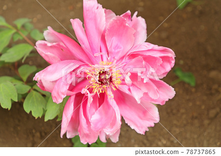 Ueno Toshogu's Peony 78737865