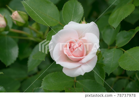 Roses aspirin rose 78737978