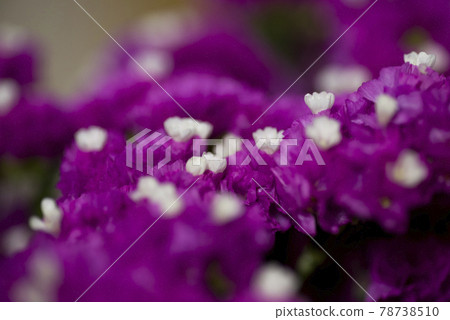 這是一張紫色長焦的特寫照片,學名是Limonium sinuatum。 這是一張紫色長焦的特寫照片,學名是Limonium sinuatum。 78738510