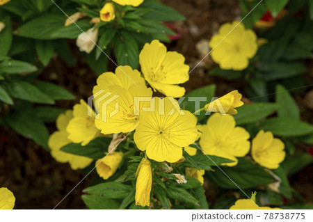 Evening Primrose 78738775