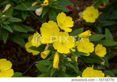 Evening Primrose 78738776