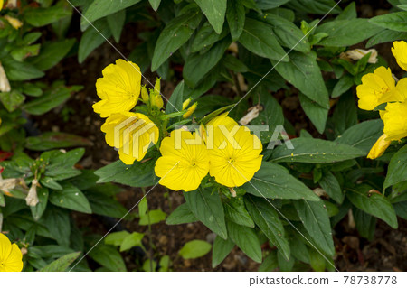 Evening Primrose Evening Primrose 78738778